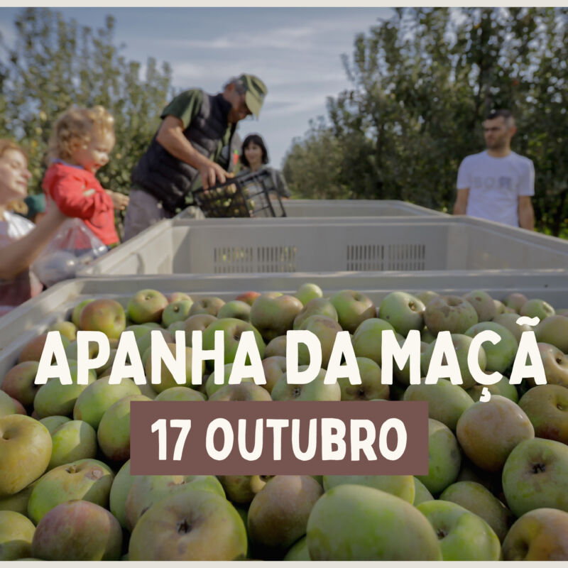 Experiência - Apanha da Maçã em Braga